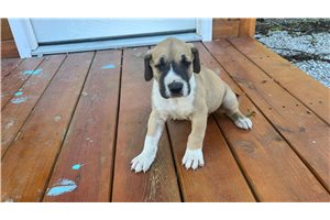 Huey - puppy for sale