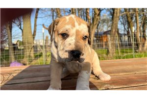 Chuck - Great Dane for sale