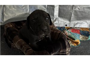Naomi - Great Dane for sale