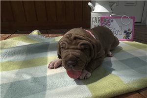 Petunia - Great Dane for sale