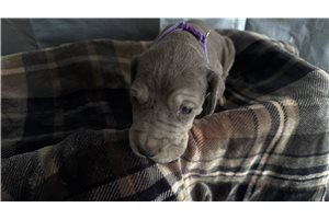 Noreen - puppy for sale