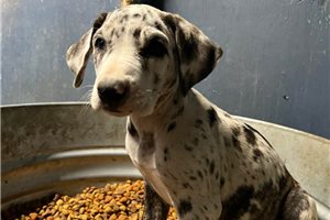 Elana - Great Dane for sale