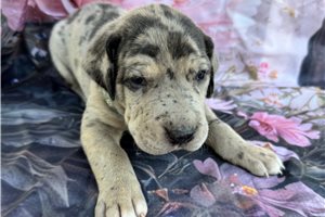 Jagger - puppy for sale