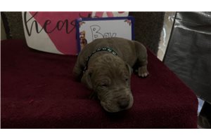 Montgomery - puppy for sale