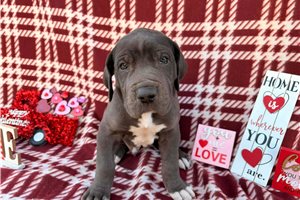 Knox - Great Dane for sale