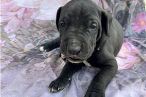 Jacques - puppy for sale