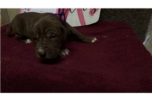 Madison - Great Dane for sale