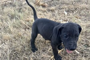Edgar - Great Dane for sale