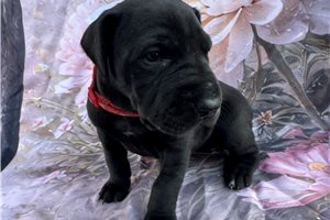 Jayla - puppy for sale