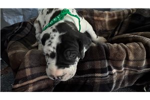 Nova - puppy for sale