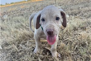 Eddy - Great Dane for sale