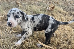 Elana - Great Dane for sale