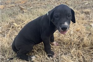 Elena - Great Dane for sale