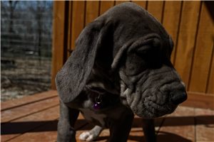Noreen - Great Dane for sale