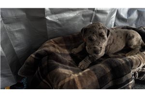 Nala - Great Dane for sale