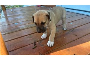 Hanna - puppy for sale
