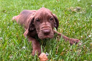 Polly - Great Dane for sale