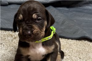Parley - Great Dane for sale