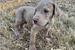 Edgar - Great Dane for sale