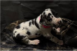 Nikki - Great Dane for sale