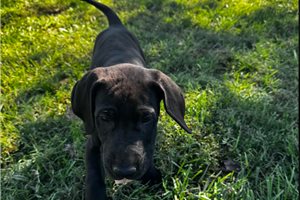 Java - Great Dane for sale