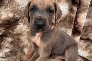 Peace - Great Dane for sale