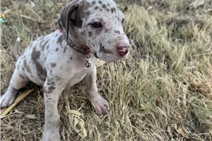 Effie - Great Dane for sale