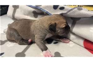 Humphrey - puppy for sale