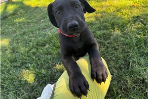 Jayla - Great Dane for sale