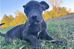 Edgar - Great Dane for sale