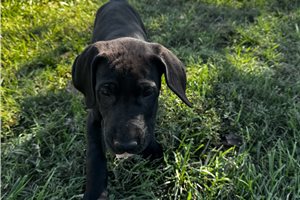 Java - Great Dane for sale
