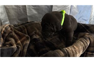 Noelle - Great Dane for sale