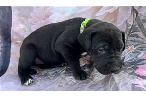 Java - puppy for sale