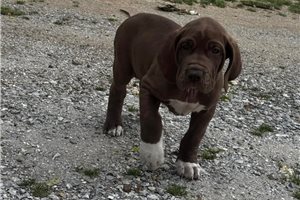 Petunia - Great Dane for sale