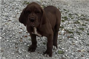 Polly - Great Dane for sale