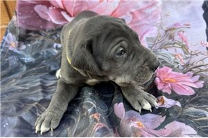 Jasmine - puppy for sale