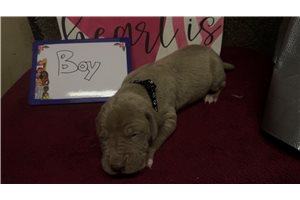 Maxwell - Great Dane for sale