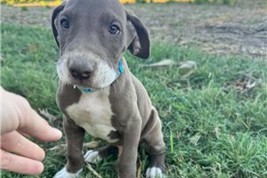 Echo - Great Dane for sale