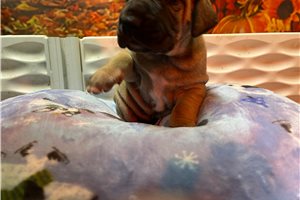 Ava - Great Dane for sale
