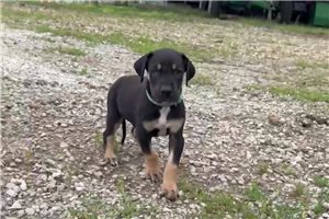 Parson - Great Dane for sale