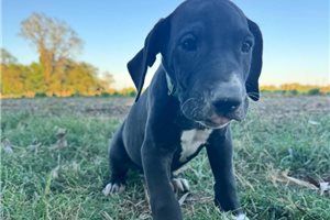 Elena - Great Dane for sale