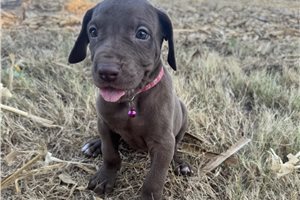 Elda - Great Dane for sale