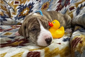 Wisteria - Great Dane for sale