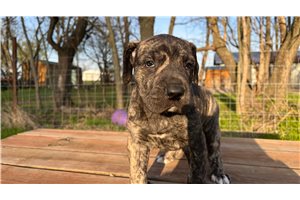 Chakra - puppy for sale
