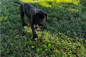 Janet, a Great Dane puppy