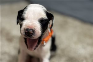 Parrish - Great Dane for sale