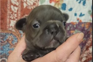 Francine | Puppies For Sale at Pawrade