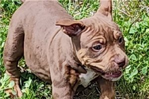 Shandy - American Bully for sale