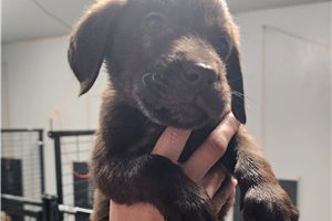 Hickory - Labrador Retriever for sale