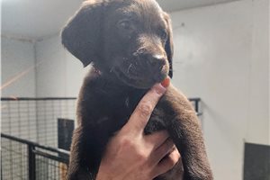 Cranberry - Labrador Retriever for sale